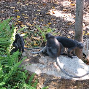 Adelaide Zoo 2008 - Dusky Leaf Monkeys in the Malayan Tapir exhibit