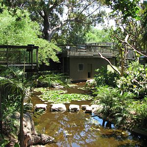 Adelaide Zoo 2008 - Mixed White-Cheeked Gibbon and Siamang exhibit
