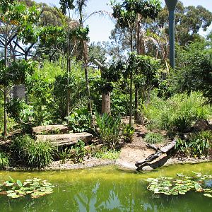 Adelaide Zoo 2008 - Sumatran Tiger exhibit