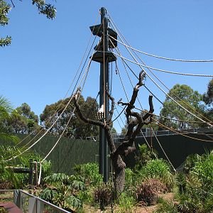 Adelaide Zoo 2008 - View into the Sumatran Orangutan exhibit