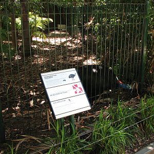 Adelaide Zoo 2008 - Southern Cassowary enclosure