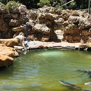 Adelaide Zoo 2008 - Australian Sea Lion exhibit