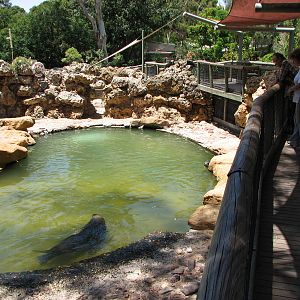 Adelaide Zoo 2008 - Visitors observe the Australian Sea Lions swimming