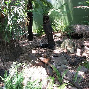 Adelaide Zoo 2008 - Tasmanian Devil exhibit