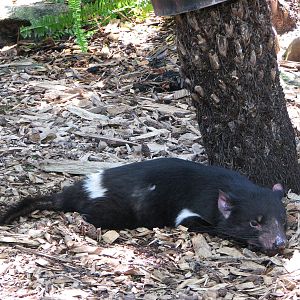 Adelaide Zoo 2008 - Tasmanian Devil