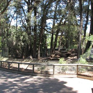 Adelaide Zoo 2008 - Yellow-footed Rock Wallaby exhibit
