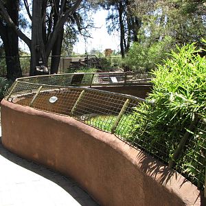 Adelaide Zoo 2008 - American Alligator exhibit at the Reptile House