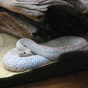 Adelaide Zoo 2008 - Aruba Island Rattlesnake in the Reptile House