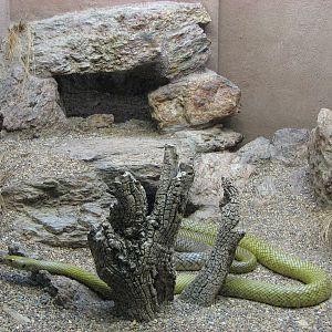 Adelaide Zoo 2008 - Inland Taipan in the Reptile House