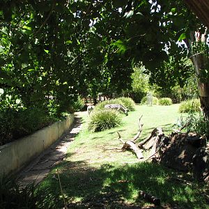 Adelaide Zoo 2008 - Side view into the Common Zebra exhibit