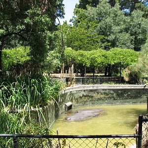 Adelaide Zoo 2008 - Another part of the Common Hippopotamus exhibit