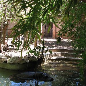 Adelaide Zoo 2008 - Pygmy Hippopotamus in the shade