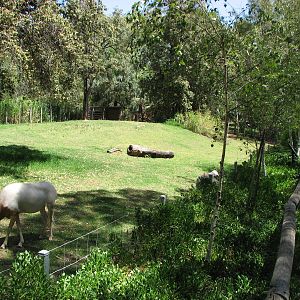 Adelaide Zoo 2008 - Scimitar-Horned Oryx exhibit