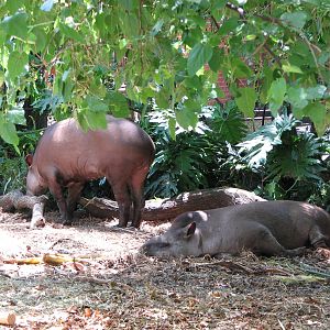 Adelaide Zoo 2008 - Brazilian Tapirs