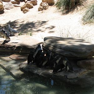Adelaide Zoo 2008 - Fairy Penguins