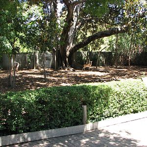 Adelaide Zoo 2008 - Blackbuck exhibit