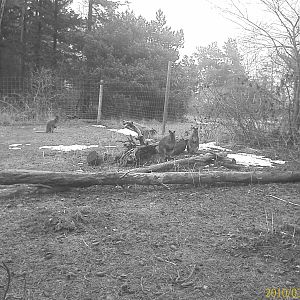 Red necked Wallabies