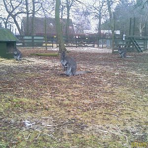 Red necked Wallaby with a "joey"