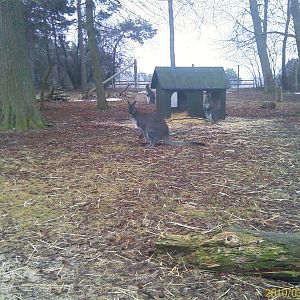Red necked Wallaby with a "joey"