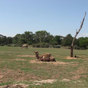 Werribee Zoo - Arabian Camels