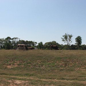 Werribee Zoo - Ankole Cattle