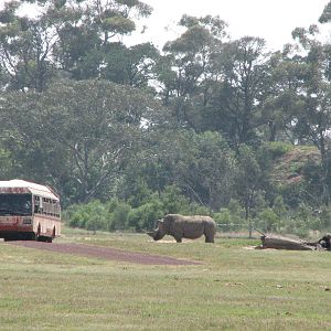 Werribee Zoo - Park bus passes a White Rhinoceros