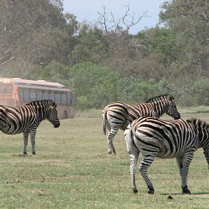 Werribee Zoo - Common Zebra and park bus in the background