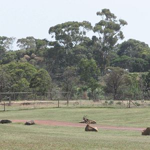 Werribee Zoo - Common Eland