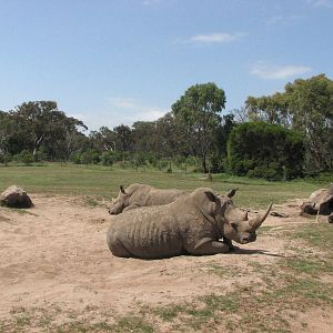 Werribee Zoo - White Rhinoceros