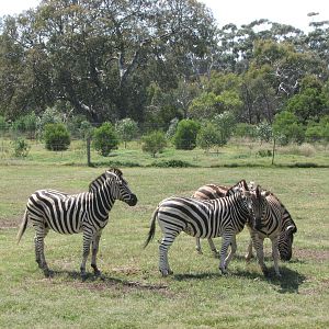 Werribee Zoo - Common Zebra