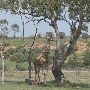 Werribee Zoo - Giraffe