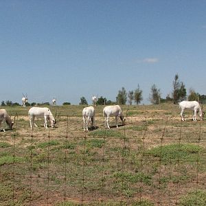 Werribee Zoo - Addax enclosure