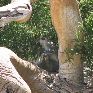 Werribee Zoo - Vervet Monkey