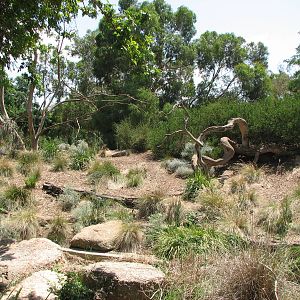Werribee Zoo - View into the Vervet Monkey exhibit