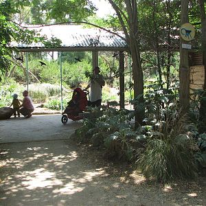 Werribee Zoo - Viewing window into the Vervet Monkey exhibit