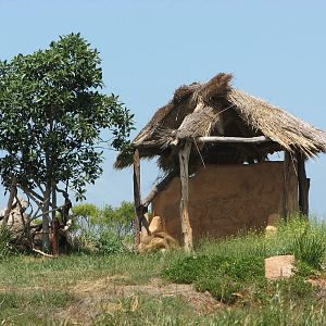 Werribee Zoo - Male African Lion in the grass