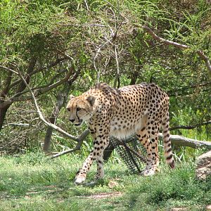 Werribee Zoo - Cheetah