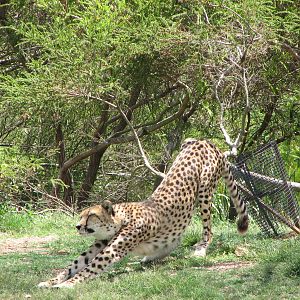 Werribee Zoo - Cheetah