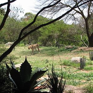 Werribee Zoo - View into the Cheetah exhibit