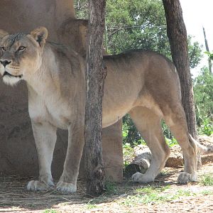 Werribee Zoo - Lioness