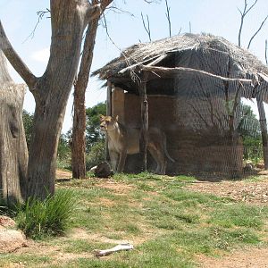 Werribee Zoo - Lioness in the African Lion exhibit
