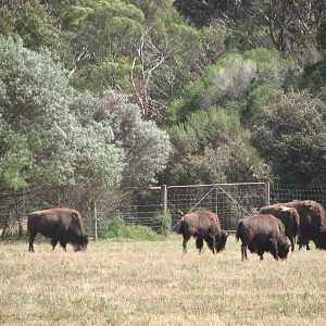 Werribee Zoo - American Bison