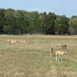 Werribee Zoo - Blackbuck