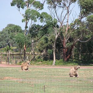 Werribee Zoo - Arabian Camel enclosure