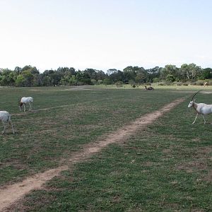 Werribee Zoo - Scimitar-Horned Oryx