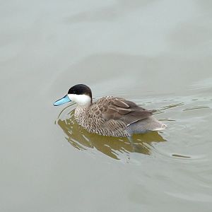 Puna Teal at Arundel WWT 13/03/10