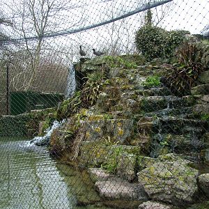 New Zealand Waterfalls exhibit at Arundel WWT 13/03/10