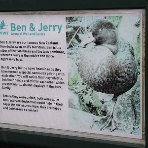 The Story of Ben and Jerry at Arundel WWT 13/03/10