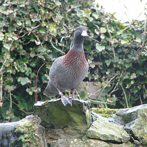Blue Duck at Arundel WWT 13/03/10