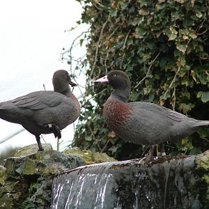 Blue Ducks at Arundel WWT 13/03/10
